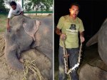 crying-elephant-raju-rescued-chained-50-years-11